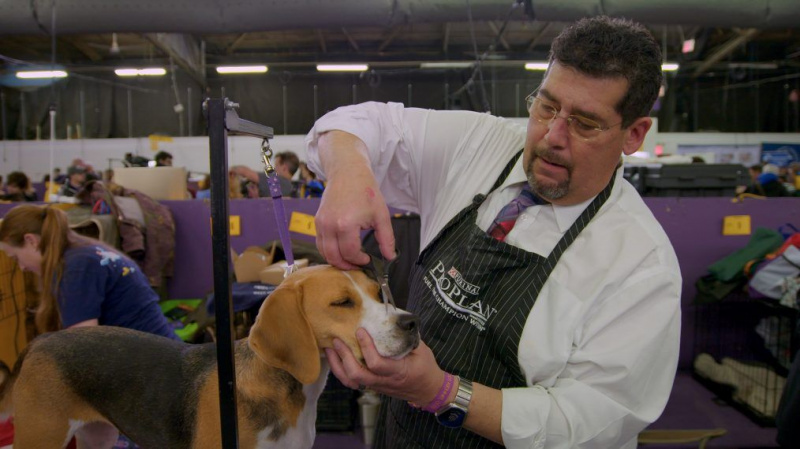 `` 7 Days Out '' da Netflix aparece nos bastidores do Westminster Dog Show (VIDEO)