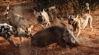 Afriški divji psi v Kalahari