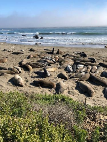 Elephant seals at Piedras Blancas.