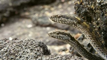 Planet Earth II дава на зрителите кошмари с „ужасяващи“ змии