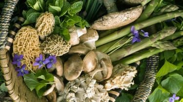 Kraina obfitości: Wieczór Urban Edibles