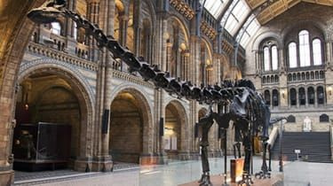 Dippy: dlaczego Muzeum Historii Naturalnej ukrywa swojego diplodoka?