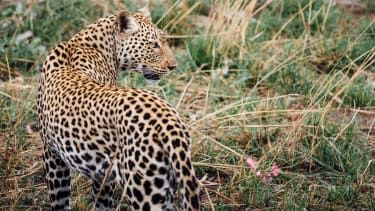 Leopard v narodnem parku Katavi, Tanzanija