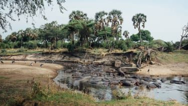 Povodni konji v narodnem parku Katavi, Tanzanija