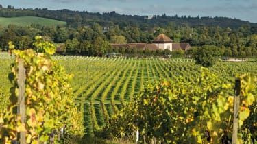 Run Bacchus: podkręcony maraton na North Downs
