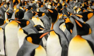 (c) Lisa Vaz, Portugal, Entrada, Categoría Naturaleza y Vida Silvestre, Competencia Abierta, Sony World Photography Awards 2015. TÍTULO DE LA IMAGEN: En una multitud de pingüinos rey. DESCRIPCIÓN DE LA IMAGEN: King Penguins l
