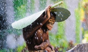 (c) Andrew Suryono, Indonesia, Entrada, Categoría Naturaleza y Vida Silvestre, Competencia Abierta, Premios Sony World Photography 2015 Título de la imagen: Orangután bajo la lluvia Descripción de la imagen: Estaba tomando una foto