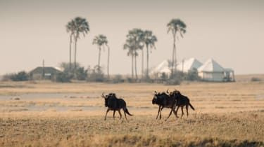 San Camp, Kalahari