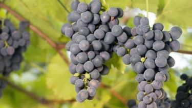 The Week Wine Club: Sparen Sie bis zu £48 auf unsere atemberaubenden Sommerweine von Swig