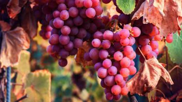The Week Wine Club: Încercați cea mai recentă selecție de Burgundy de la Haynes, Hanson și Clark