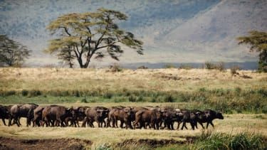 Byvol v kráteri Ngorongoro v Tanzánii