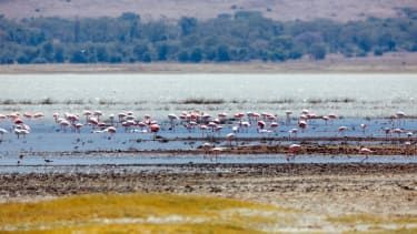Plameniaky v kráteri Ngorongoro v Tanzánii