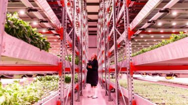 Grow Up Urban Farms: Bæredygtige salater