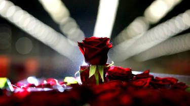 AMSTERDAM, NEDERLANDENE - 08. FEBRUAR: En rose venter på at blive auktioneret på Aalsmeer Flower-auktion i tiden op til Valentinsdag den 8. februar 2007, Aalsmeer, Holland. Aalsmeer Blomsterauktion