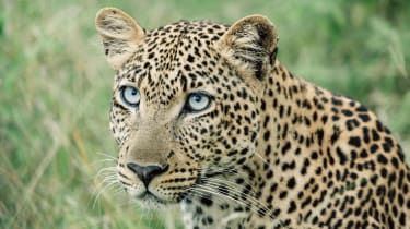 Azura Selous, Tanzanija