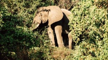 Azura Selous, Tanzanija