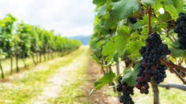 The Week Wine Club: selecția exclusivă de luna aceasta de la Lea & Sandeman