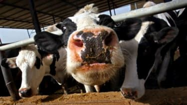 Peste 1.000 de ferme de produse lactate se închid după scăderea prețului laptelui