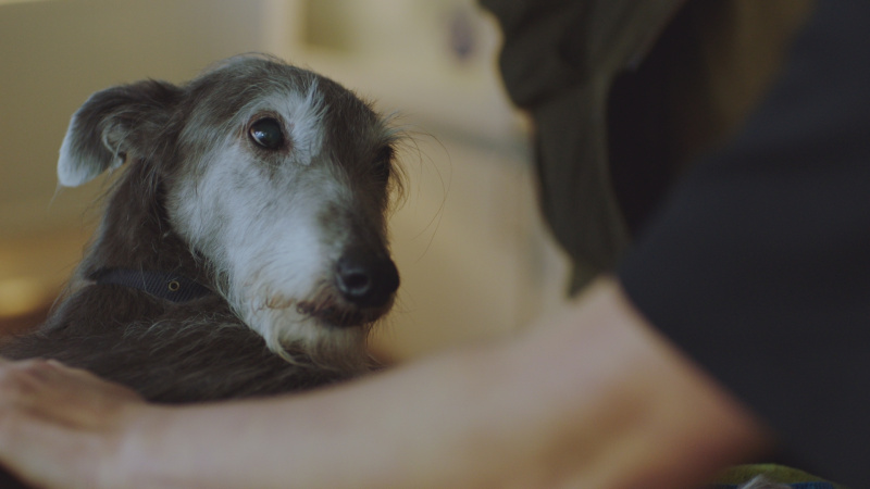   Изображение на Дервла, Дилън's dog.