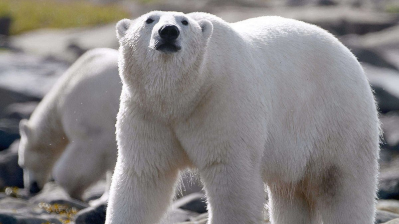Isbjörnenas rike - Nat Geo Wild