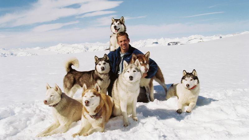Ο Paul Walker και τα σκυλιά του σε μια φωτογραφία από την ταινία Eight Below