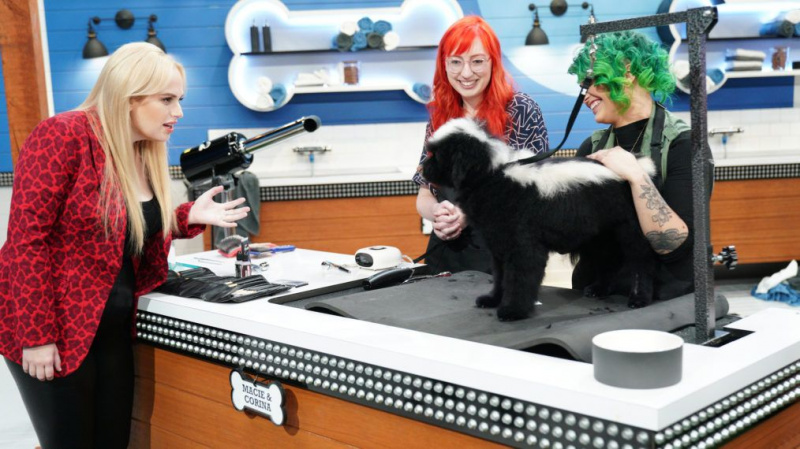 Ko skatīties, ja esat sajūsmā par ABC “Pooch Perfect”