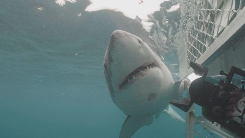 orca vs gran blanco