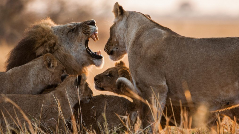 'Savage Kingdom: Uprising': Os gatos legais e assassinos de Nat Geo Wild voltam antes da semana dos felinos