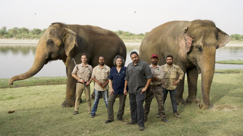 3 pasakos iš Nat Geo WILD „Džiunglių gyvūnų gelbėjimo“