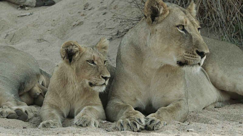 The Lioness Dotes on Her Cute Cubs in 'Malika the Lion Queen' Sneak Peek (VIDEO)