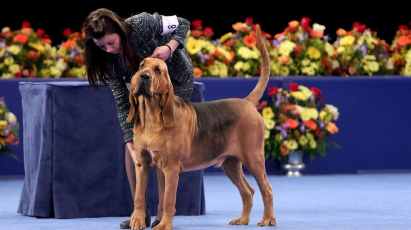 Hvor er den nasjonale hundeutstillingsvinneren Nathan the Bloodhound nå?