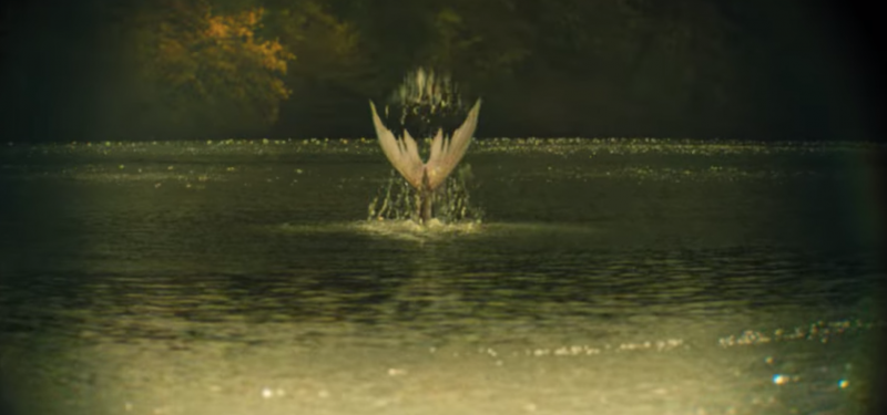   До сирена's tail in the water