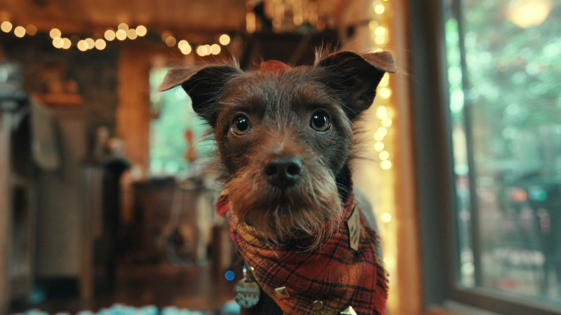   Netflix'te bir köpek's Inside the Mind of a Dog.