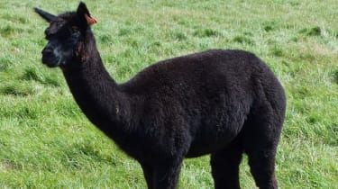 Alpaca îl condamnă pe Boris Johnson de dincolo de mormânt