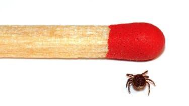 Ziekte van Lyme: hoe ernstig is de door teken overgedragen ziekte?