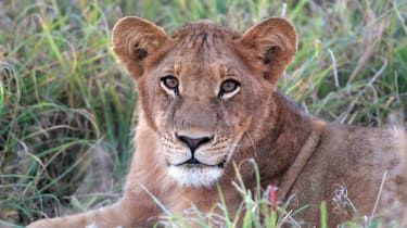 Orgullo de leones envenenados en parque nacional de Uganda