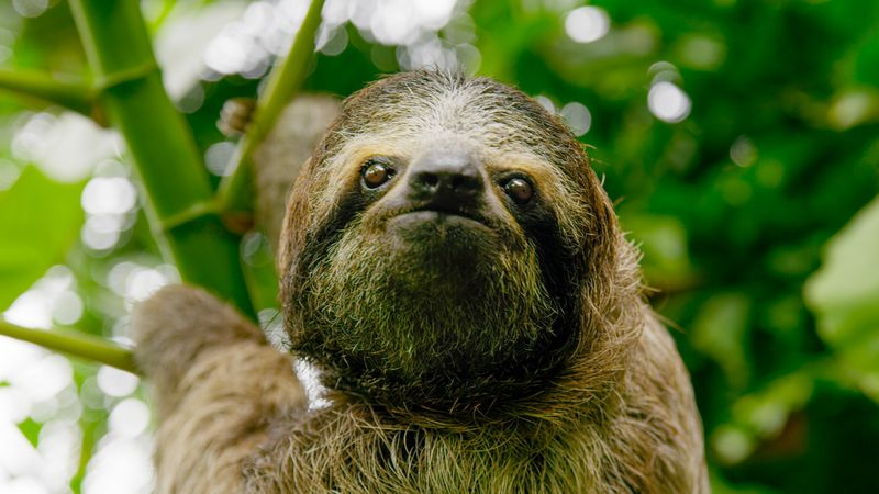 Stasera TV Un bradipo nella foresta pluviale del Costa Rica.