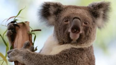 Australia lyö koalaa klamydiaa vastaan