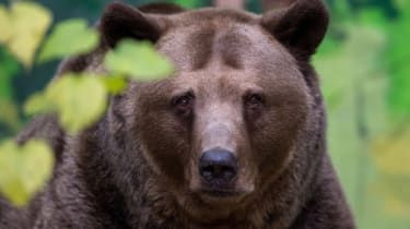 Niedźwiedzie brunatne widziane w Czarnobylu po 100-letniej nieobecności