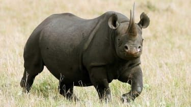 Er det etisk at tage på safari?