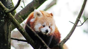 Nezvestná panda červená sa vrátila do zoo Belfast