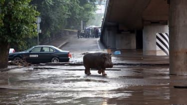 Avertisment emis cu privire la animalele scăpate de la grădina zoologică din Georgia – video