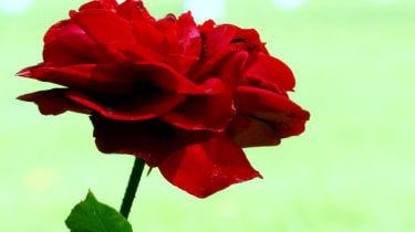 Wars of the Roses: Τι συνέβη και πώς ξεκίνησε;