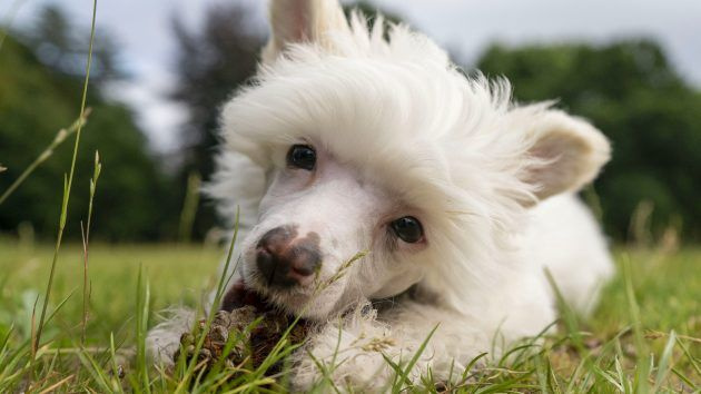 TV vanavond 12 Puppies en US