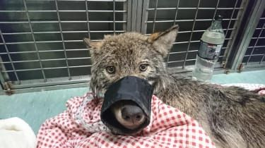 Trabajadores estonios conmocionados al descubrir que un perro rescatado del hielo es en realidad un lobo salvaje