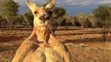 Omagiile vin pentru cangurul muschi al lui Roger Australia
