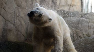 Un père mutilé à mort protégeant ses filles de l'ours polaire