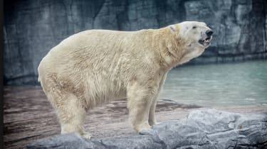 RIP Inuka: Singapurský „tropický lední medvěd“ zemřel ve věku 27 let