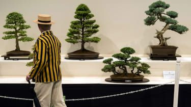 Tyve i Japan stjæler 400 år gammelt bonsaitræ