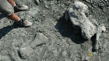 Fosila unei reptile preistorice gigantice „asemănătoare mamiferelor” găsită în Polonia